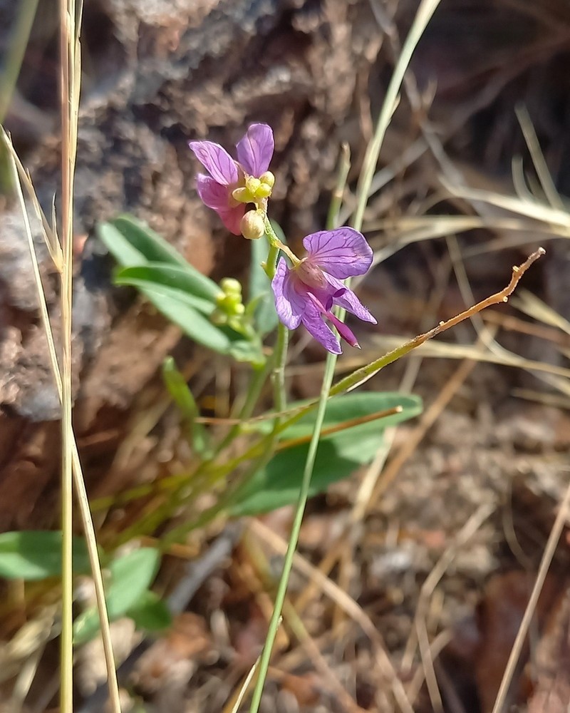 Ancylotropis insignis photo 3