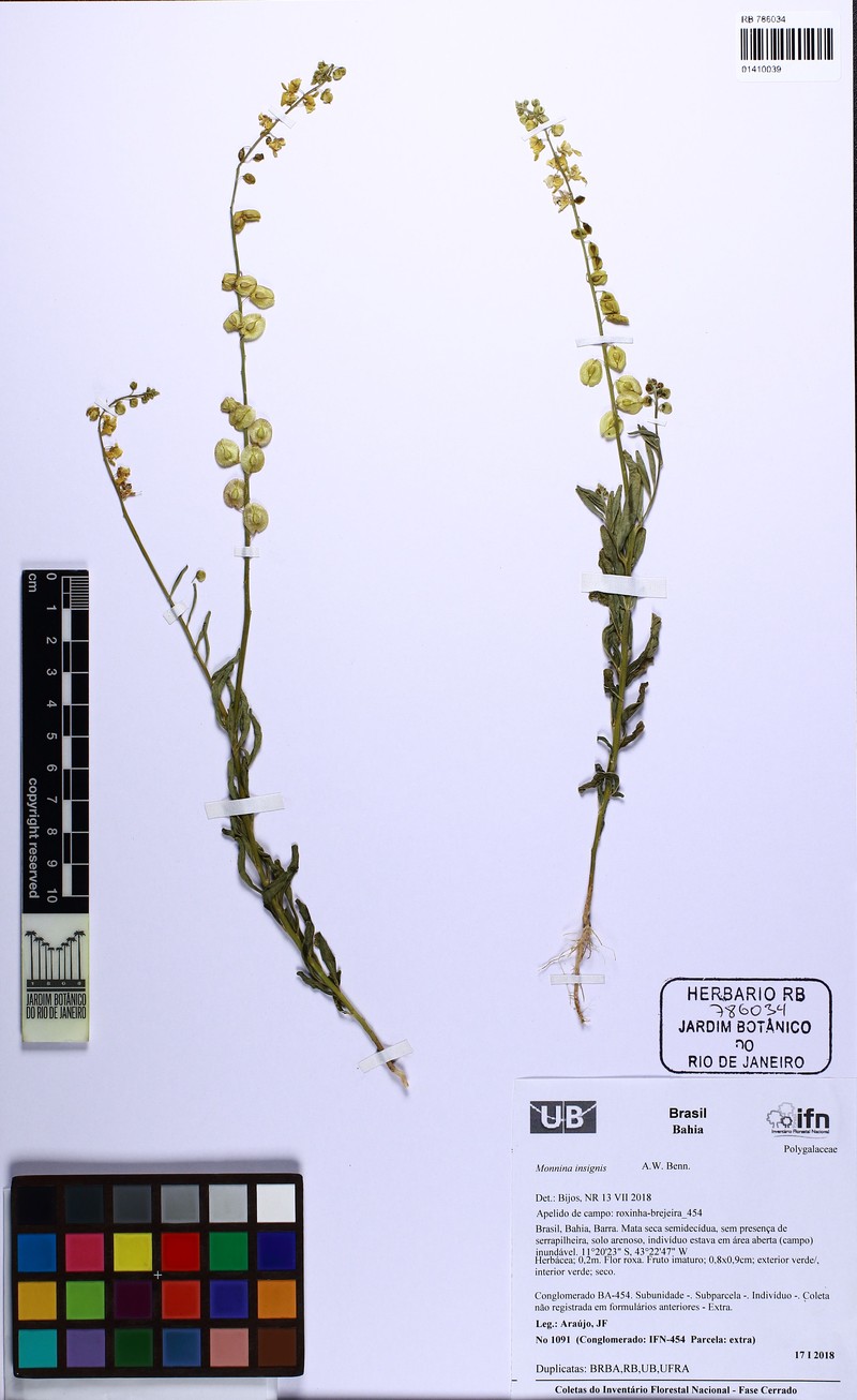 Ancylotropis insignis photo 4