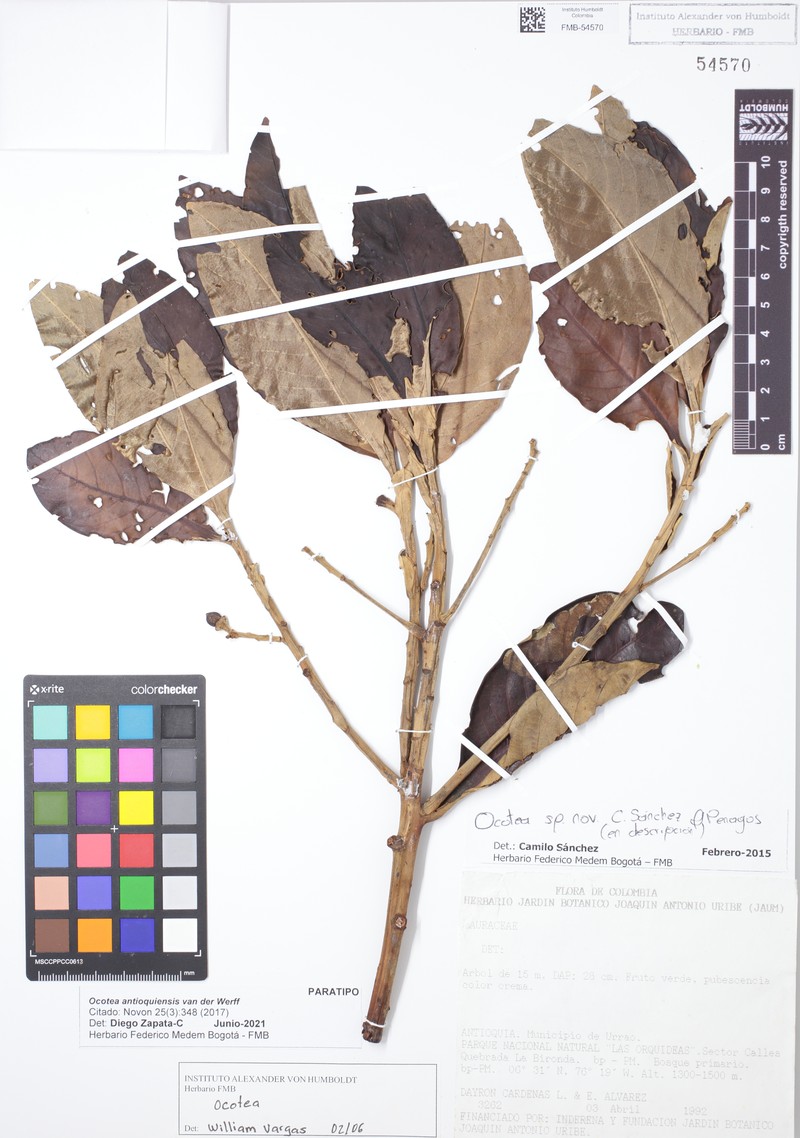 Andea antioquiensis