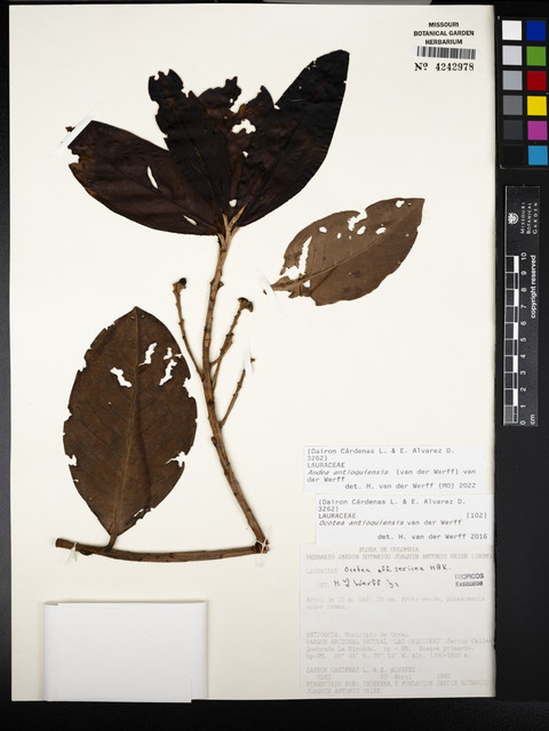 Andea antioquiensis photo 2