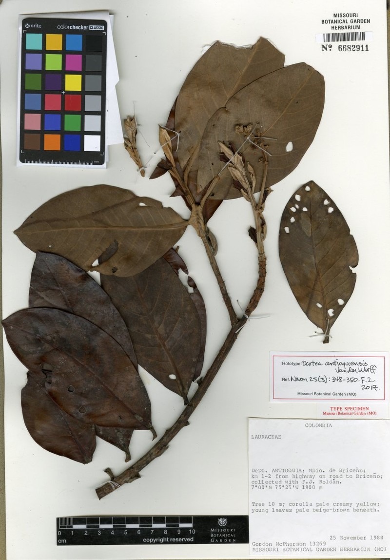 Andea antioquiensis photo 3