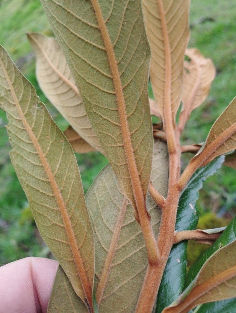 Andea carchiensis