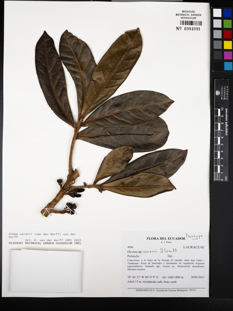 Andea ceronii