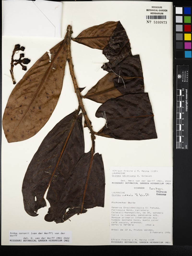Andea ceronii photo 2