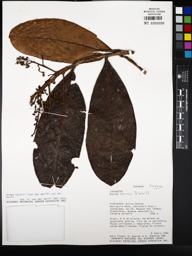 Andea ceronii photo 3