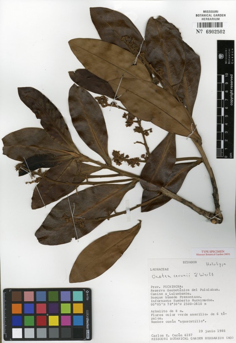 Andea ceronii photo 4