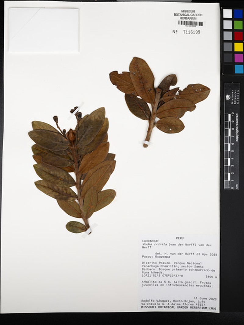Andea crinita