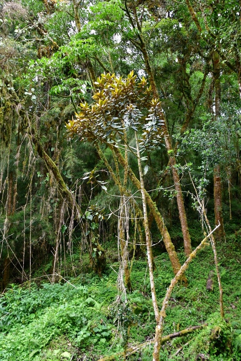 Andea fulvescens photo 2
