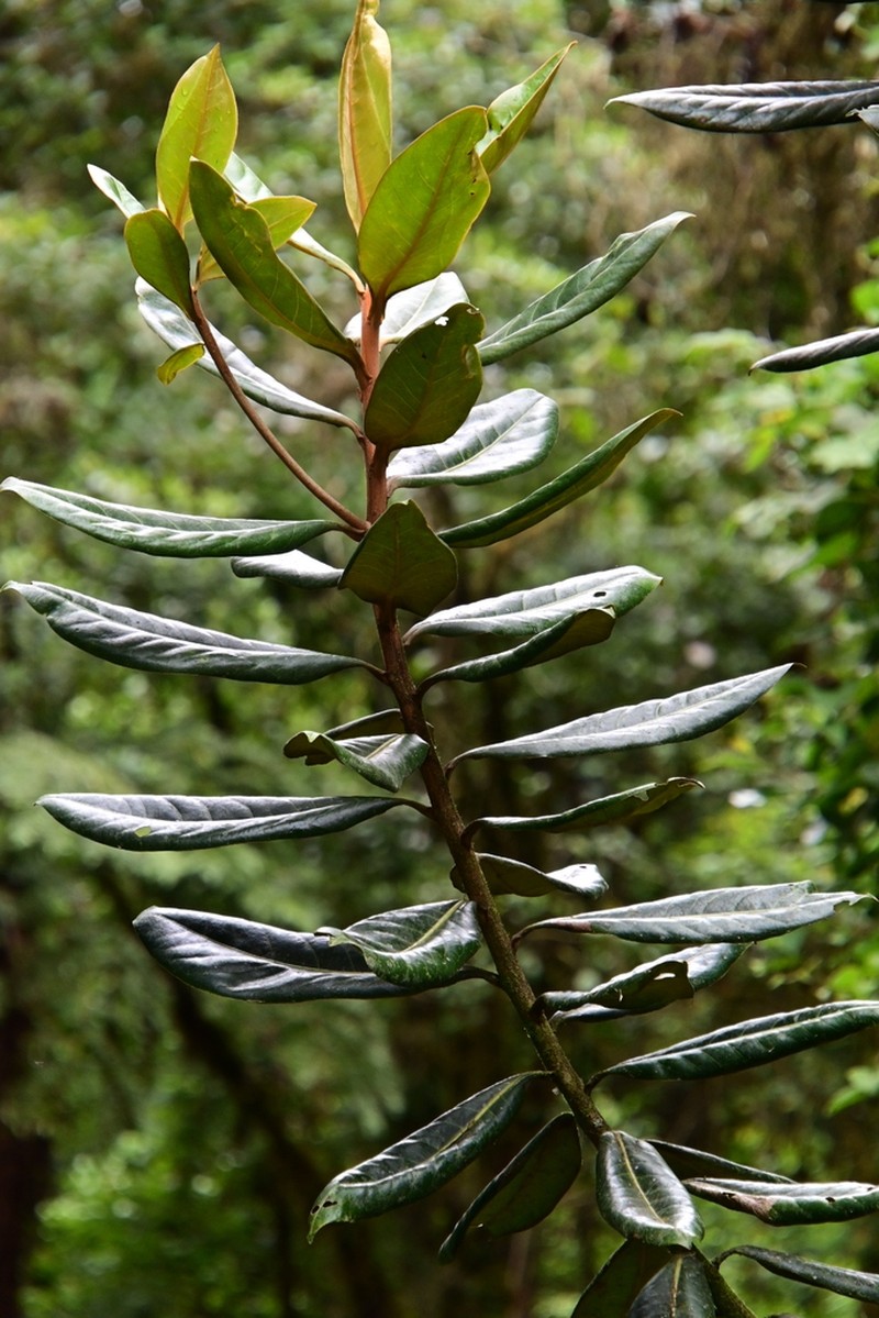 Andea fulvescens photo 3