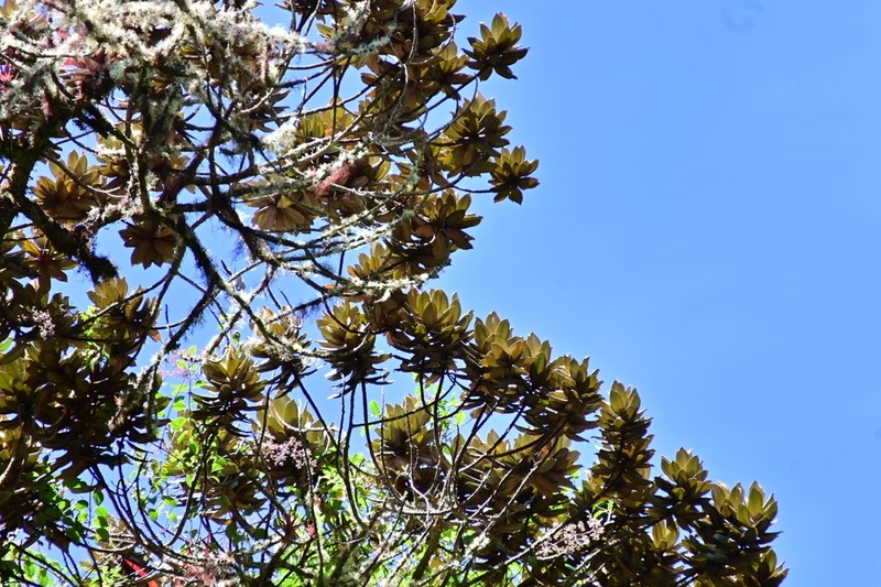 Andea fulvescens photo 4
