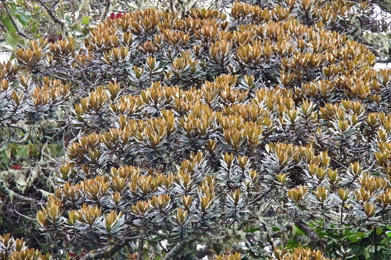 Andea fulvescens photo 5