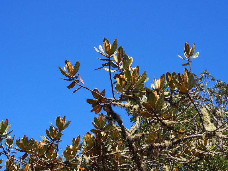 Andea fulvescens photo 6