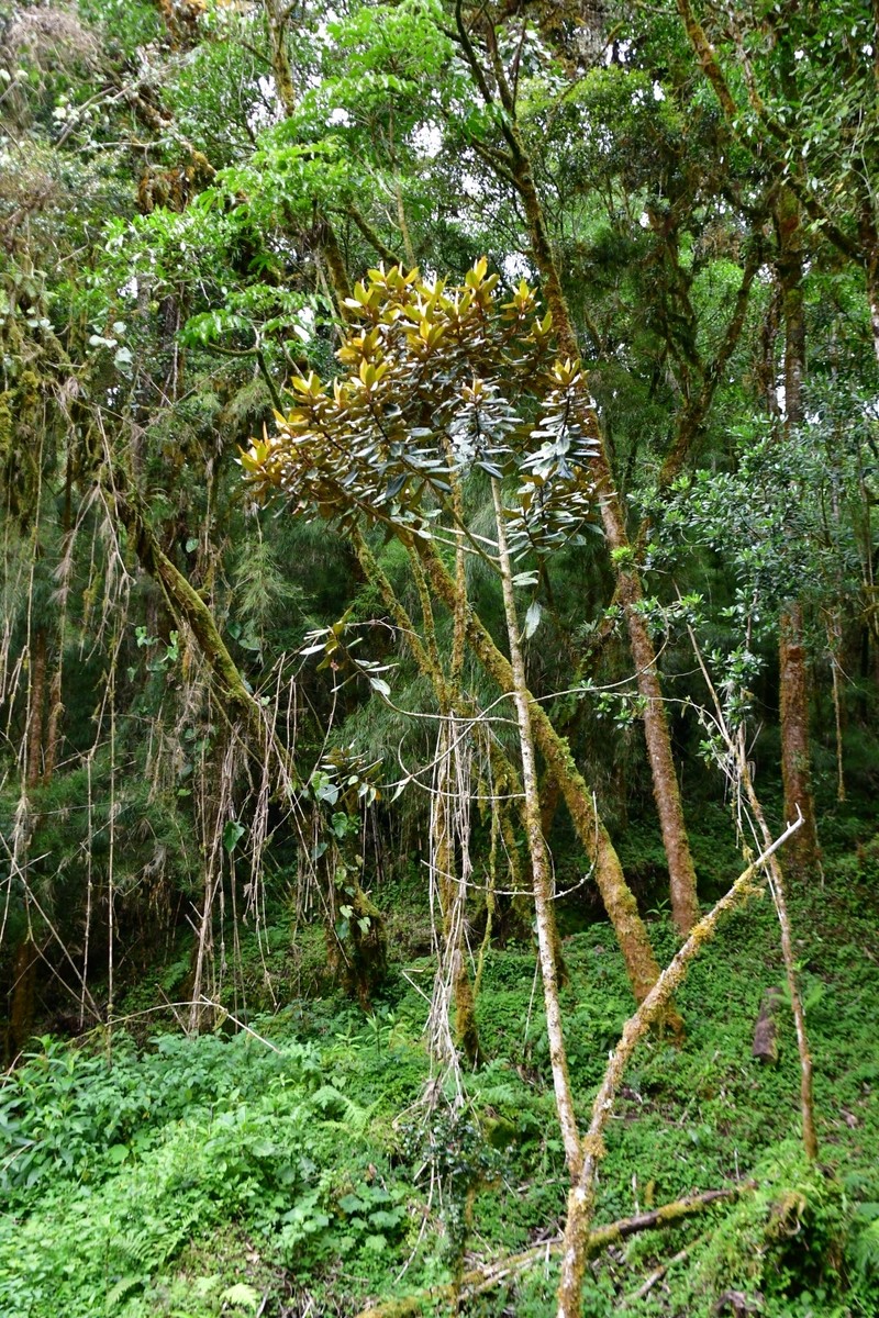 Andea fulvescens photo 7