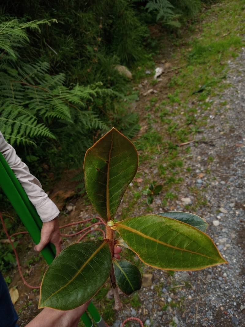 Andea fulvescens