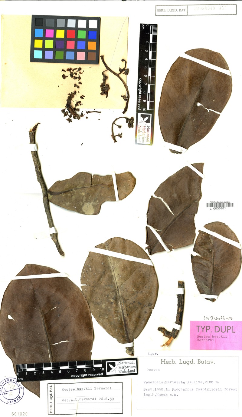 Andea hueckii