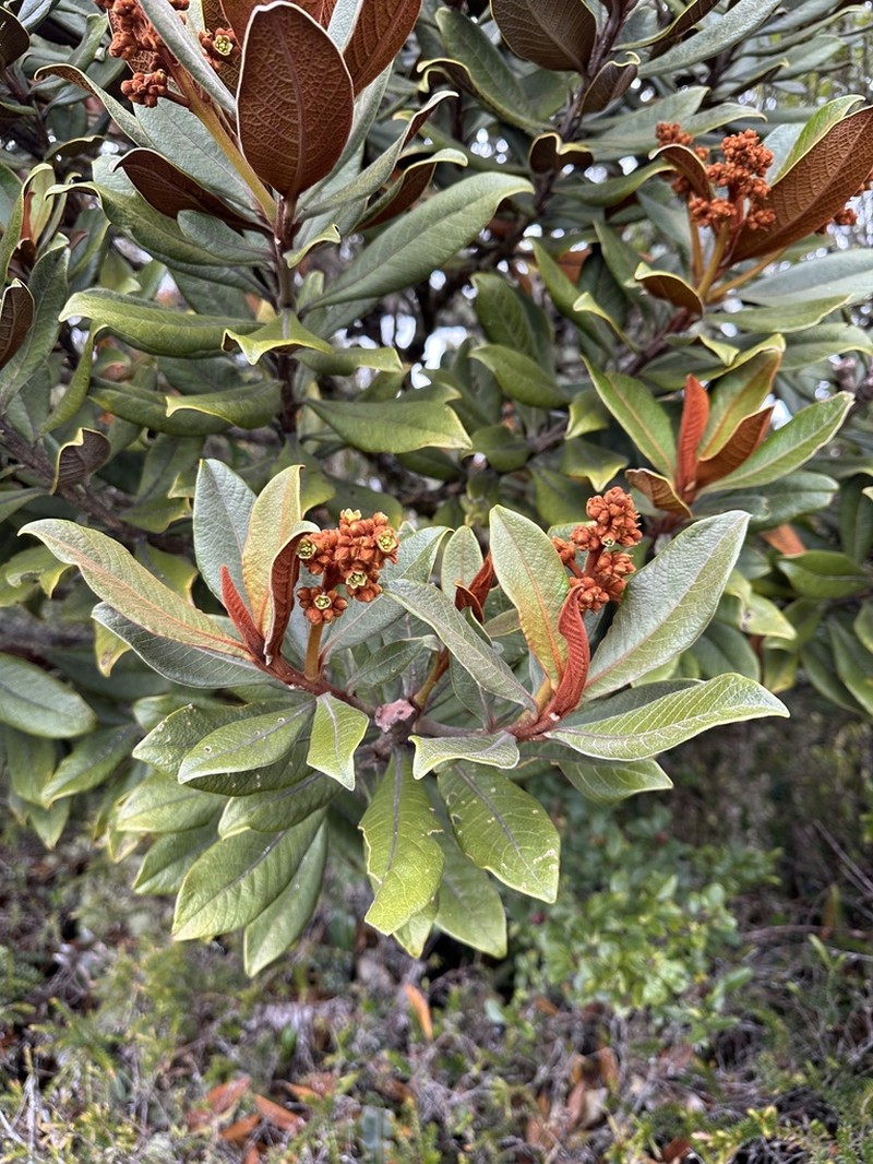 Andea infrafoveolata photo 4
