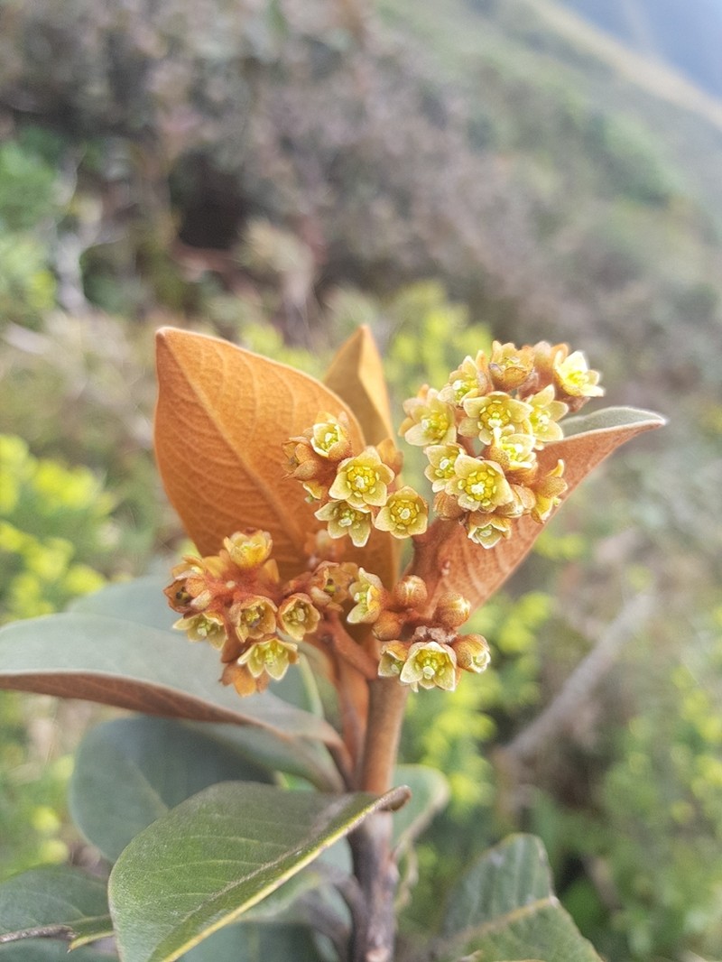 Andea infrafoveolata photo 5