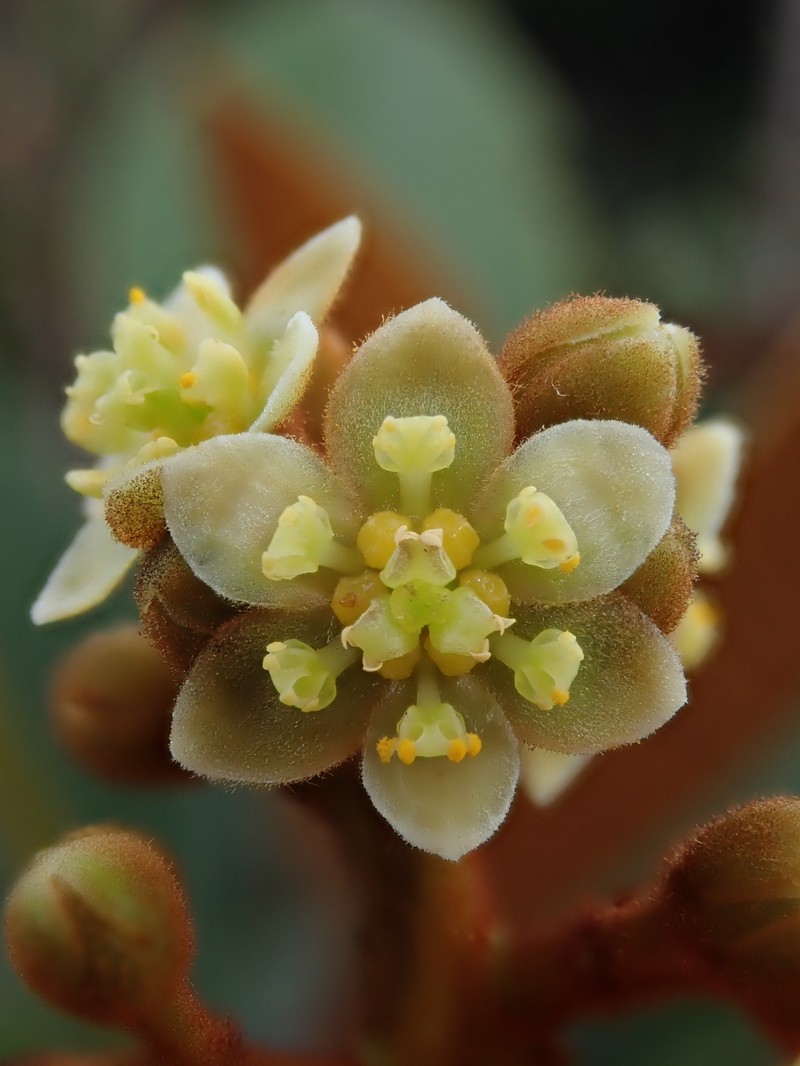 Andea infrafoveolata photo 6