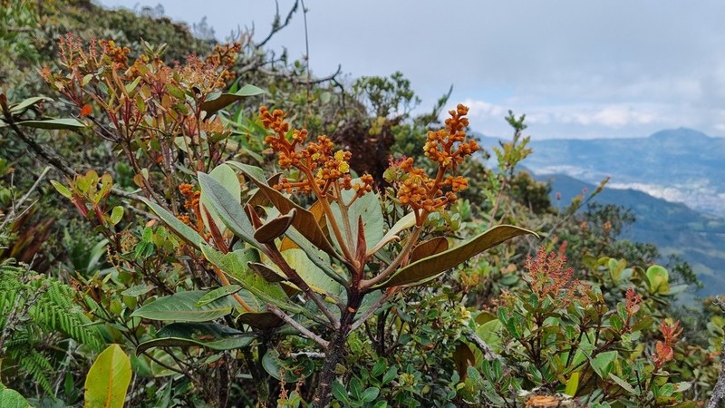 Andea infrafoveolata