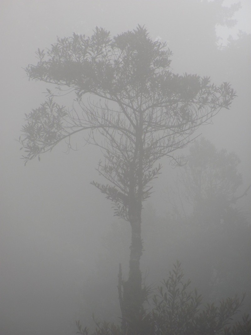 Andea micans photo 2