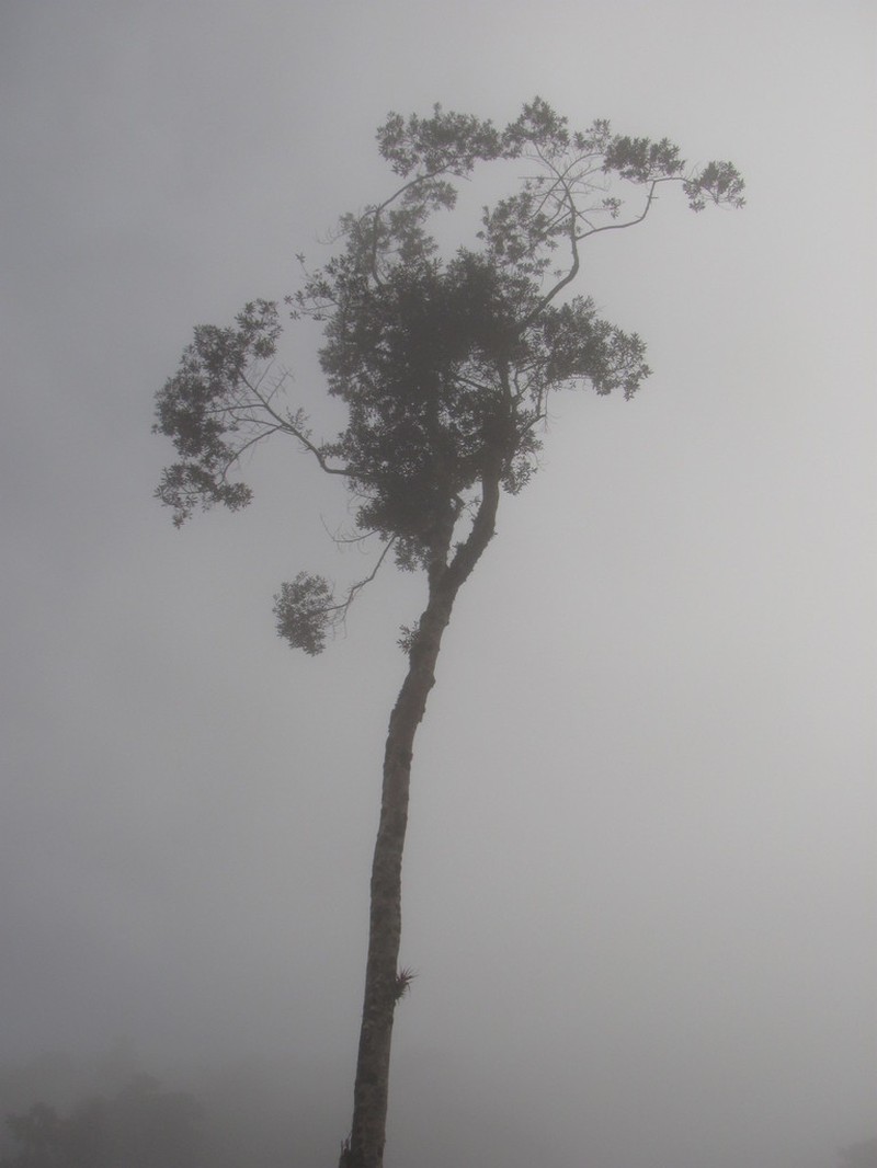 Andea micans photo 3