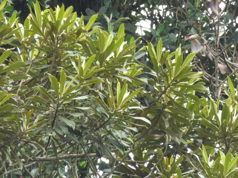 Andea micans photo 4