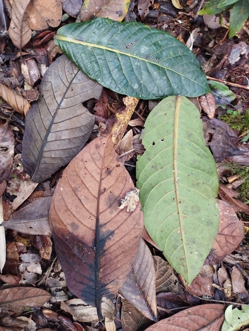 Andea multinervis photo 2
