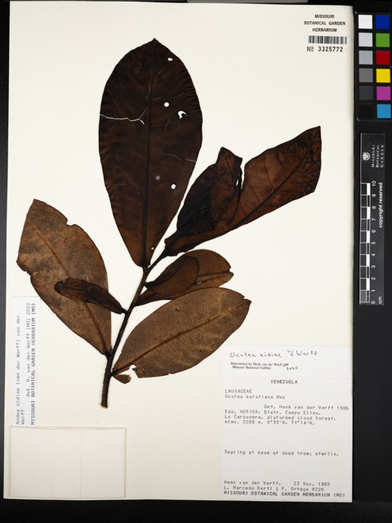 Andea nidiae