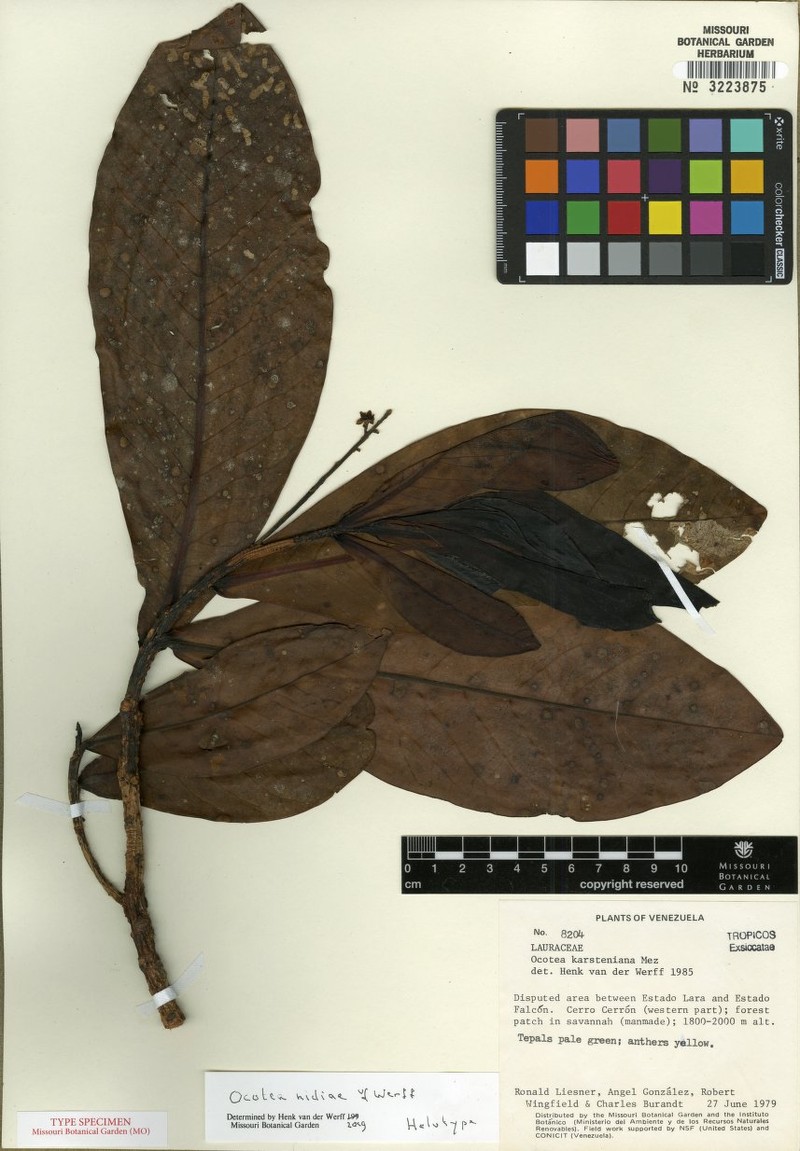 Andea nidiae photo 2