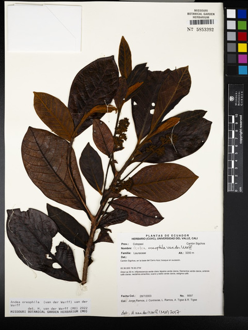 Andea oreophila