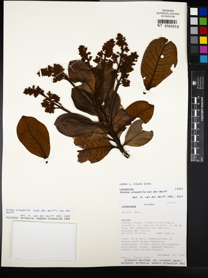 Andea oreophila photo 2