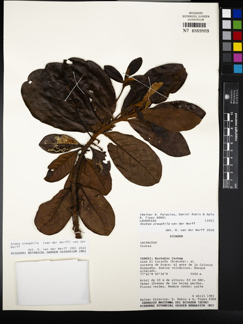Andea oreophila photo 3