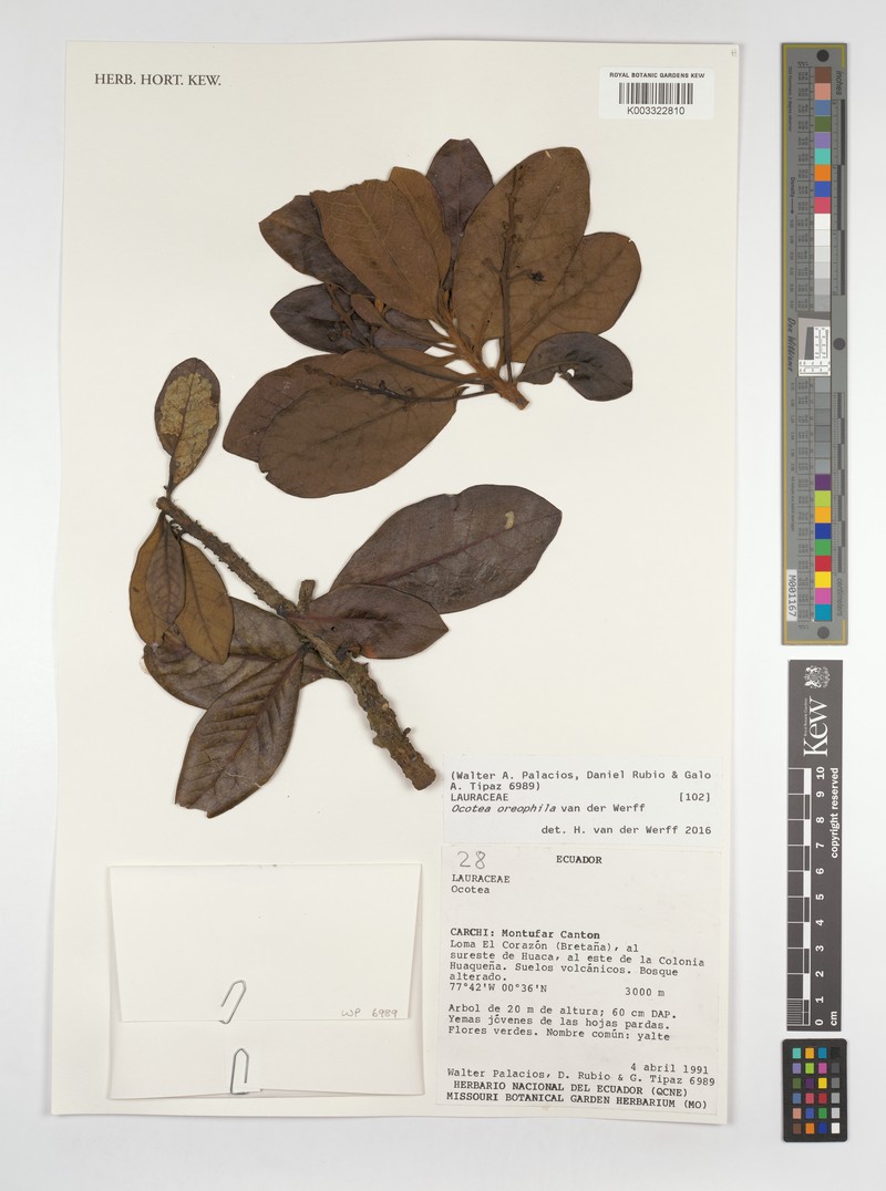 Andea oreophila photo 4