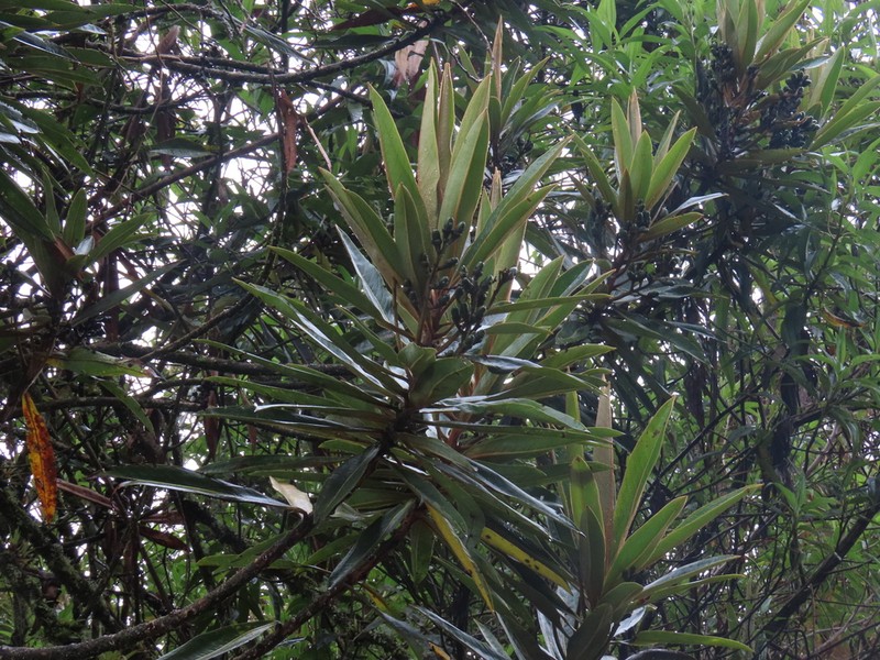 Andea otara photo 3