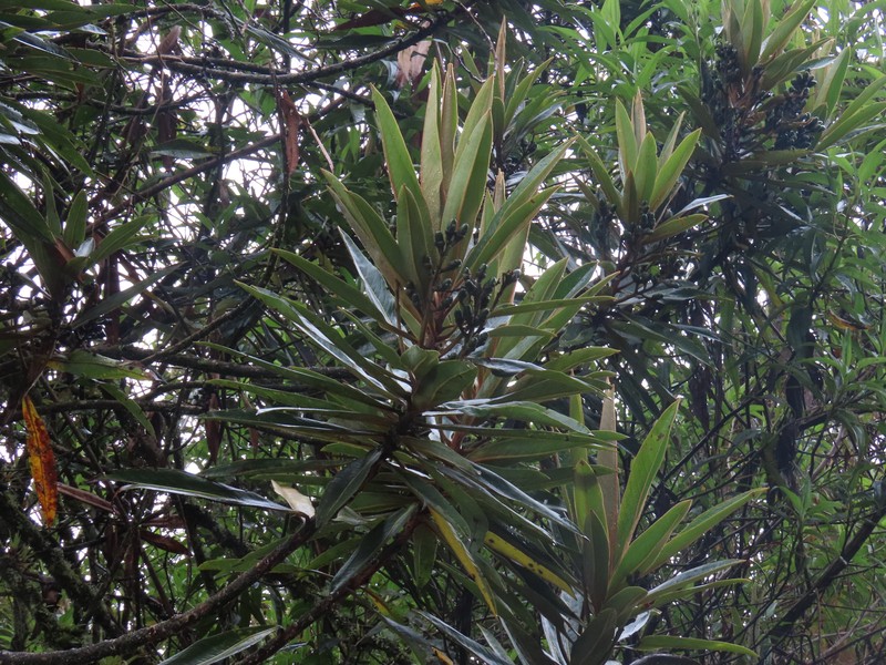 Andea otara photo 5