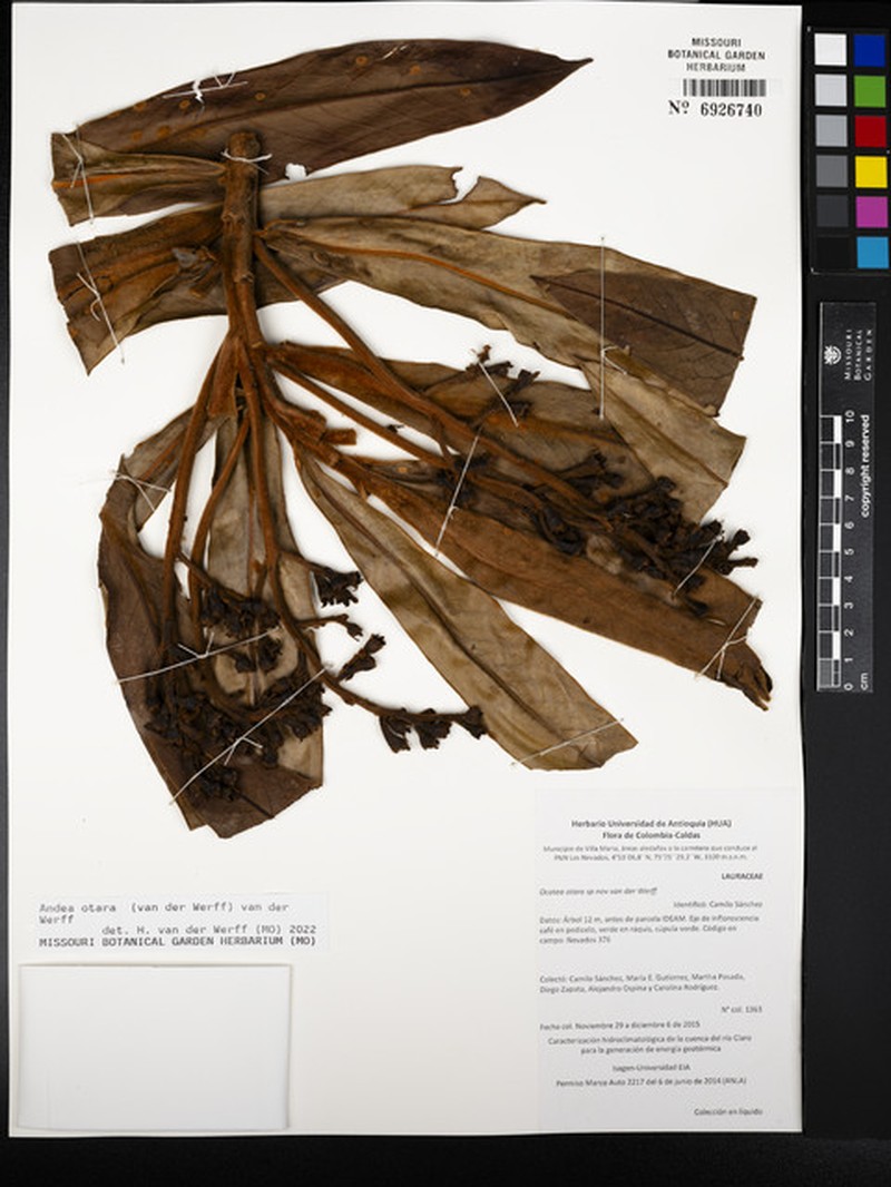 Andea otara photo 6