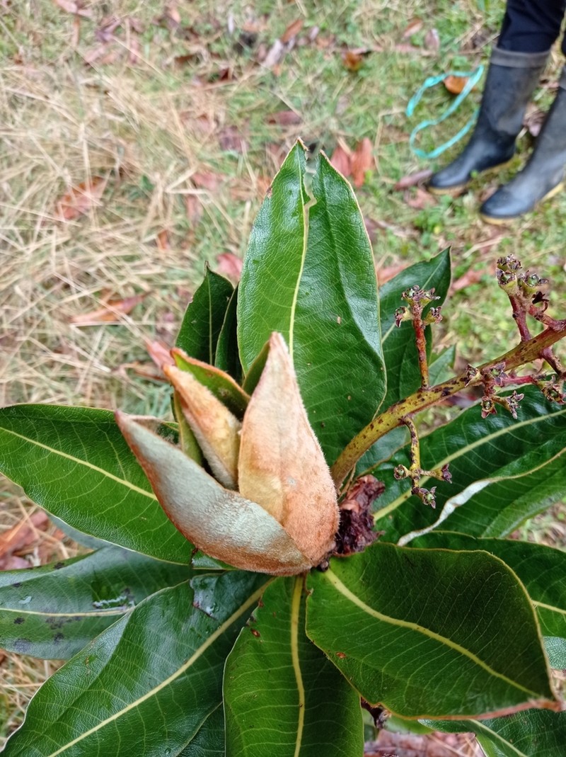 Andea otara