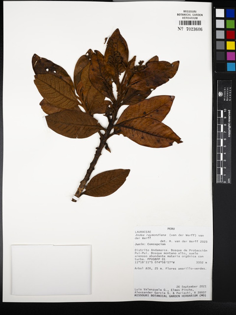Andea raymondiana