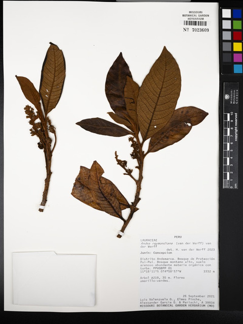 Andea raymondiana photo 2
