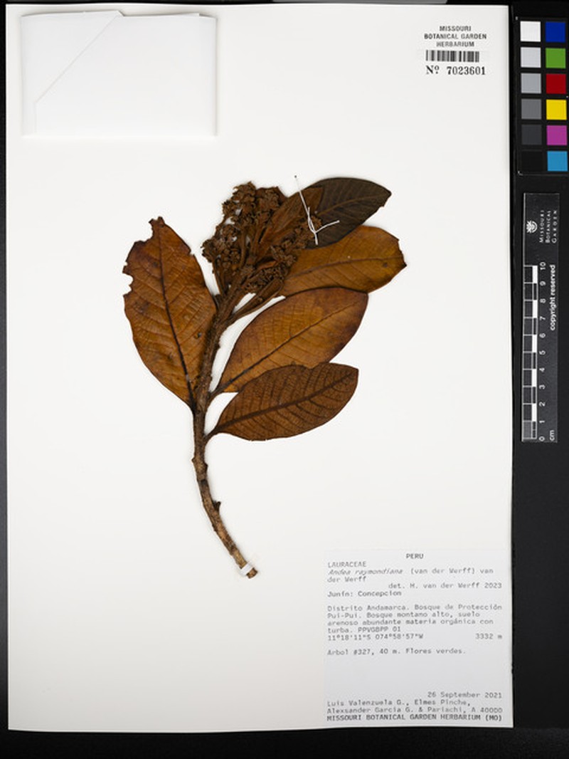 Andea raymondiana photo 3