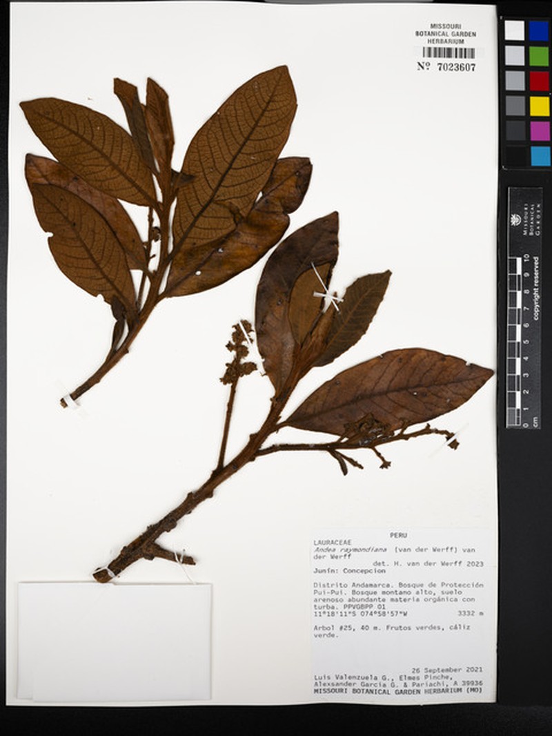 Andea raymondiana photo 4