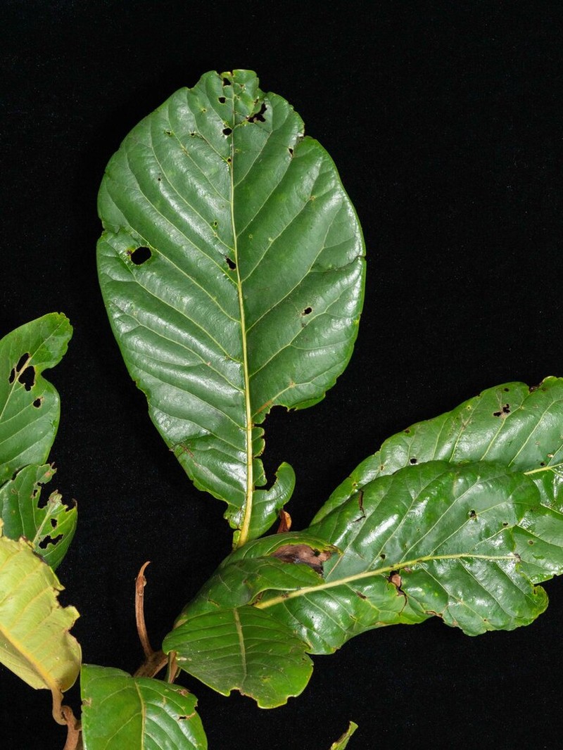 Andea santamartae