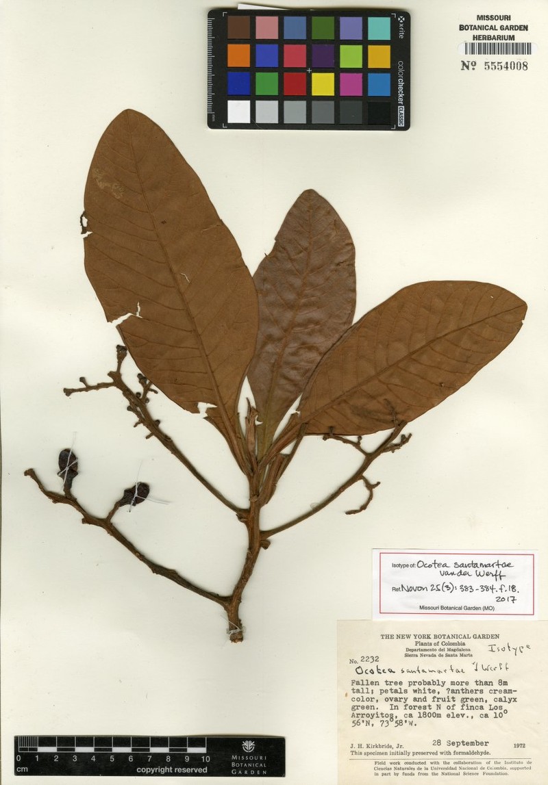 Andea santamartae photo 2