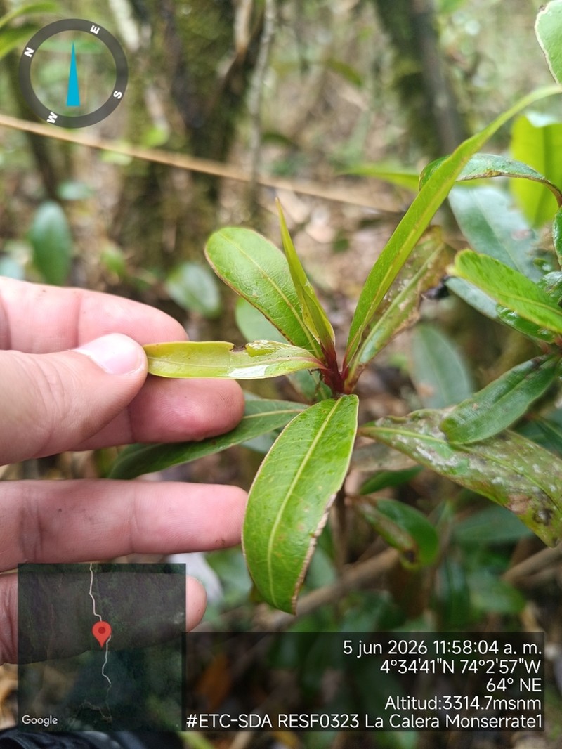 Andea sericea