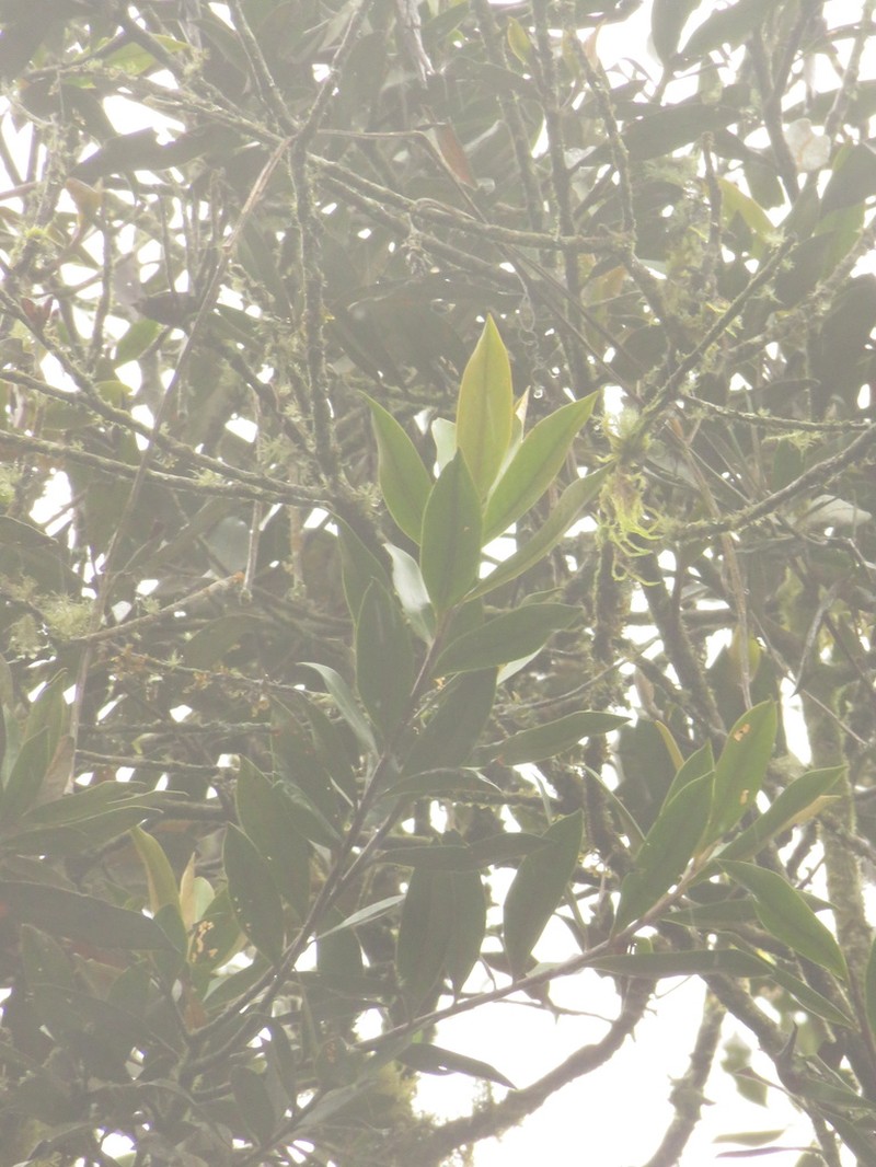 Andea sericea photo 2