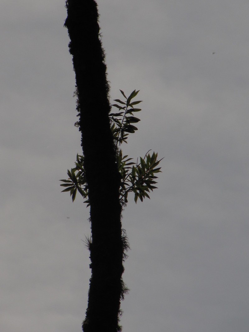 Andea sericea photo 3