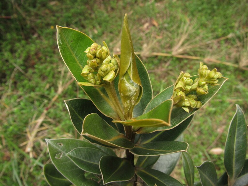 Andea sericea photo 4