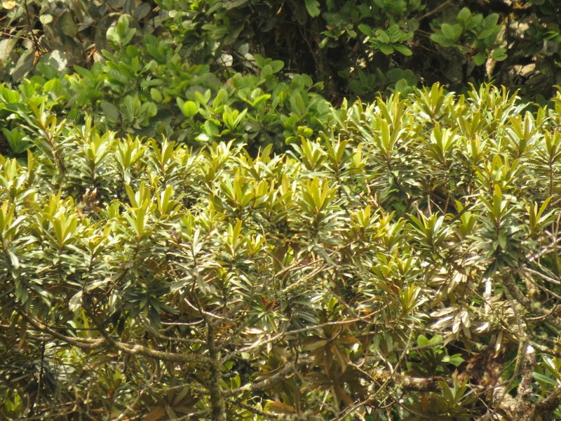 Andea sericea photo 5