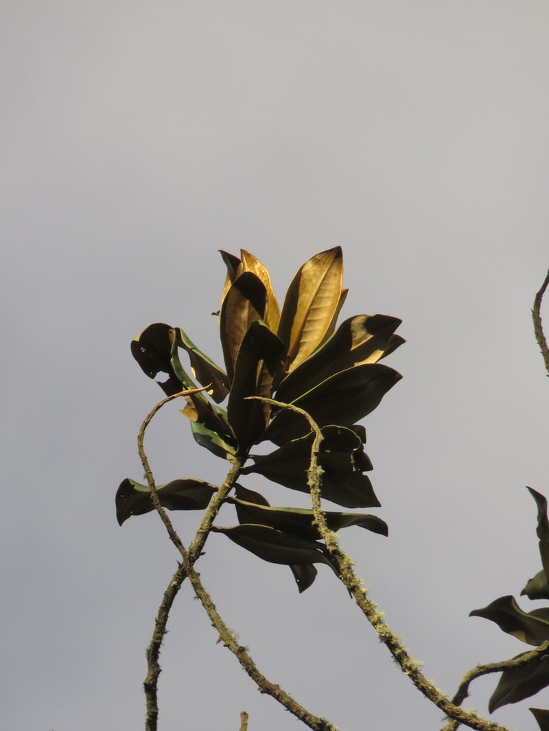 Andea sericea photo 6