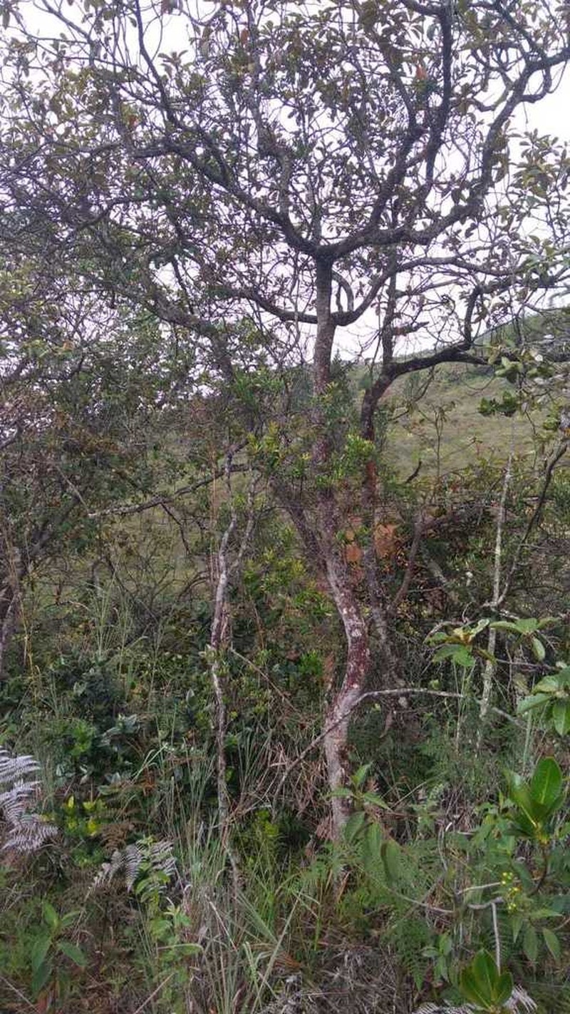 Andea sericea photo 7